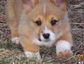 Pembroke Welsh Corgi